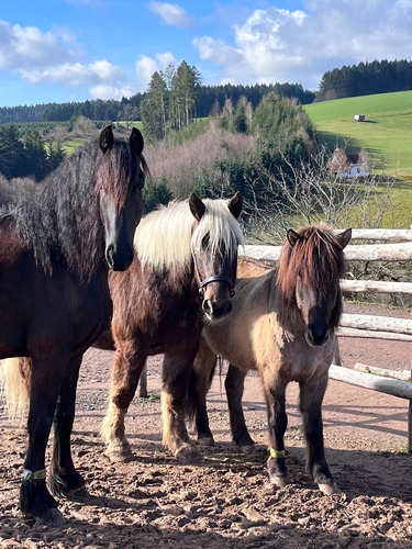 Dreier Pferdegruppe auf Anlage Lukasenhof