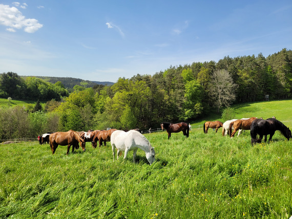 Weidefläche mit Herde