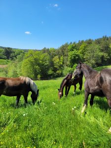 Pferde auf frischer Koppel