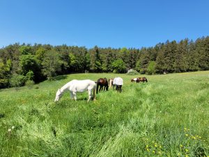 Herde auf frischer Koppel im Schwarzwald
