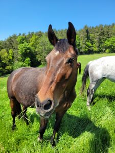 Glückliches Pferd im Lukasenhof