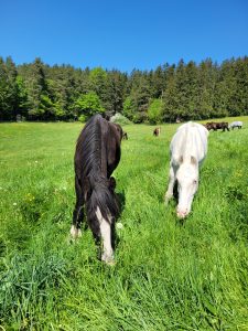 Beste Freunde beim angrasen.