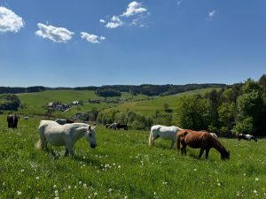 Ausblick bei Koppeleröffnung